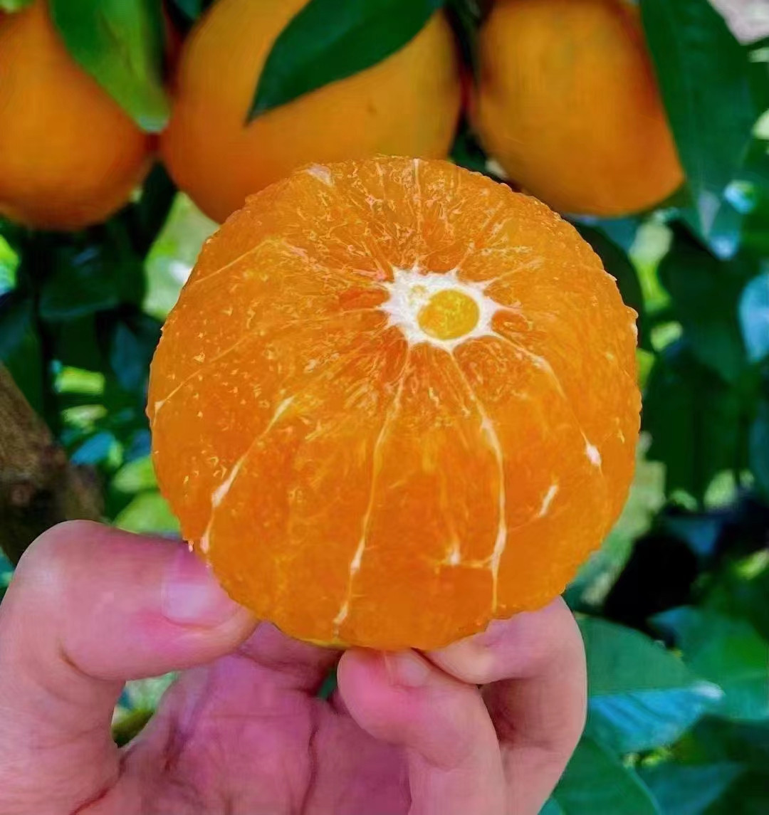 秭归伦晚脐橙代办公司，你了解秭归脐橙的特点和营养价值吗？-- 湖北秭归雄丰果园