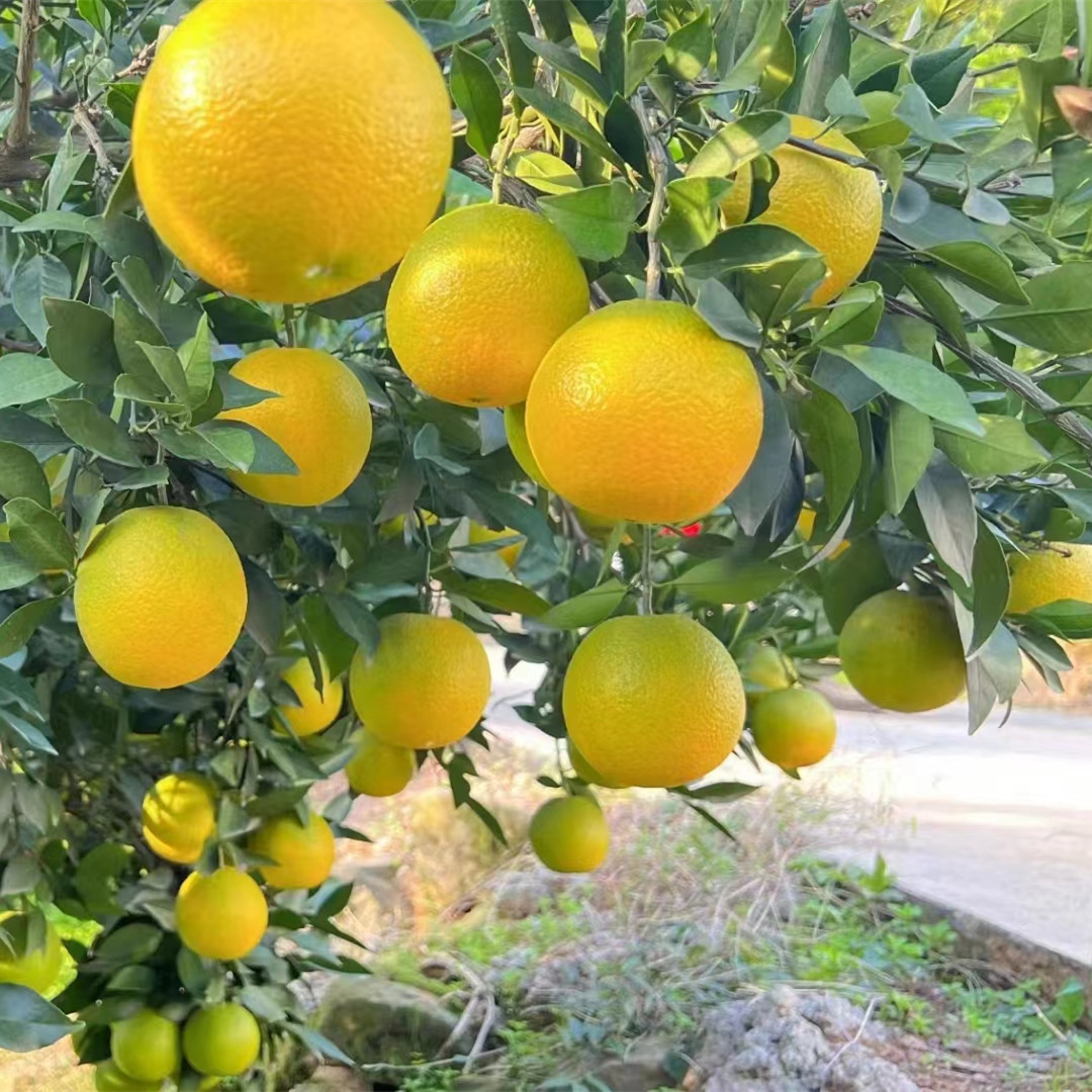 现在这个季节有什么橙子？秭归伦晚脐橙新鲜上市原产地更有性价比