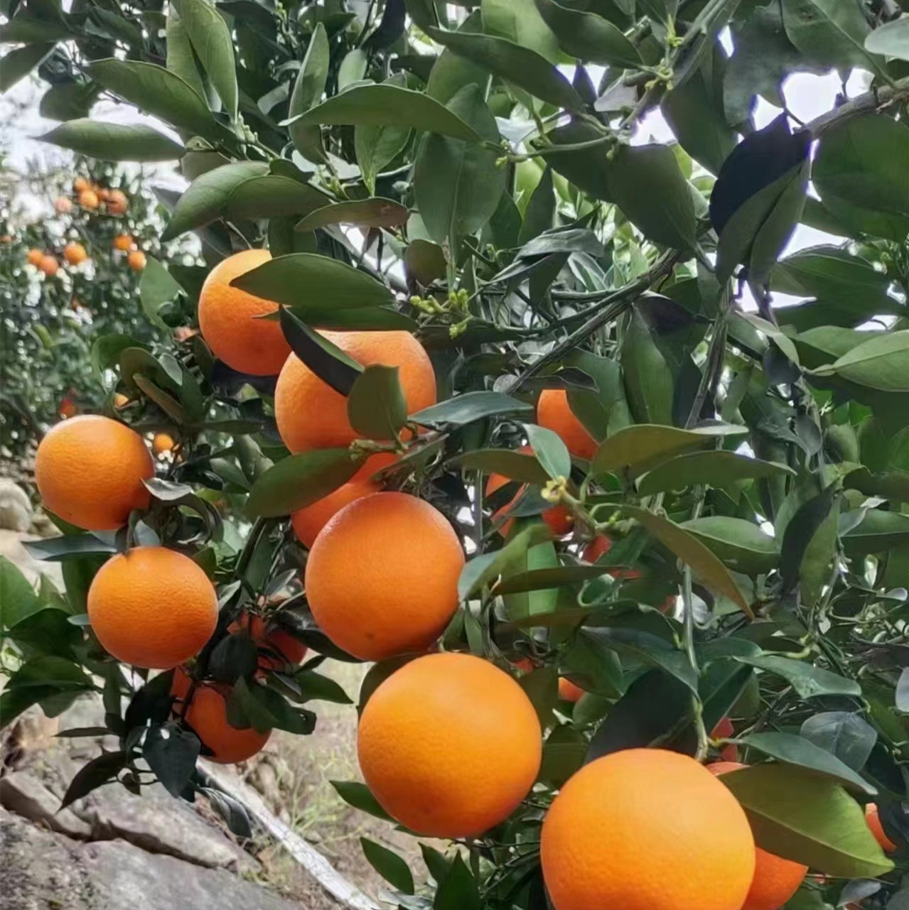 宜昌脐橙代办五月份开始大量秭归伦晚脐橙上市可代办可批发