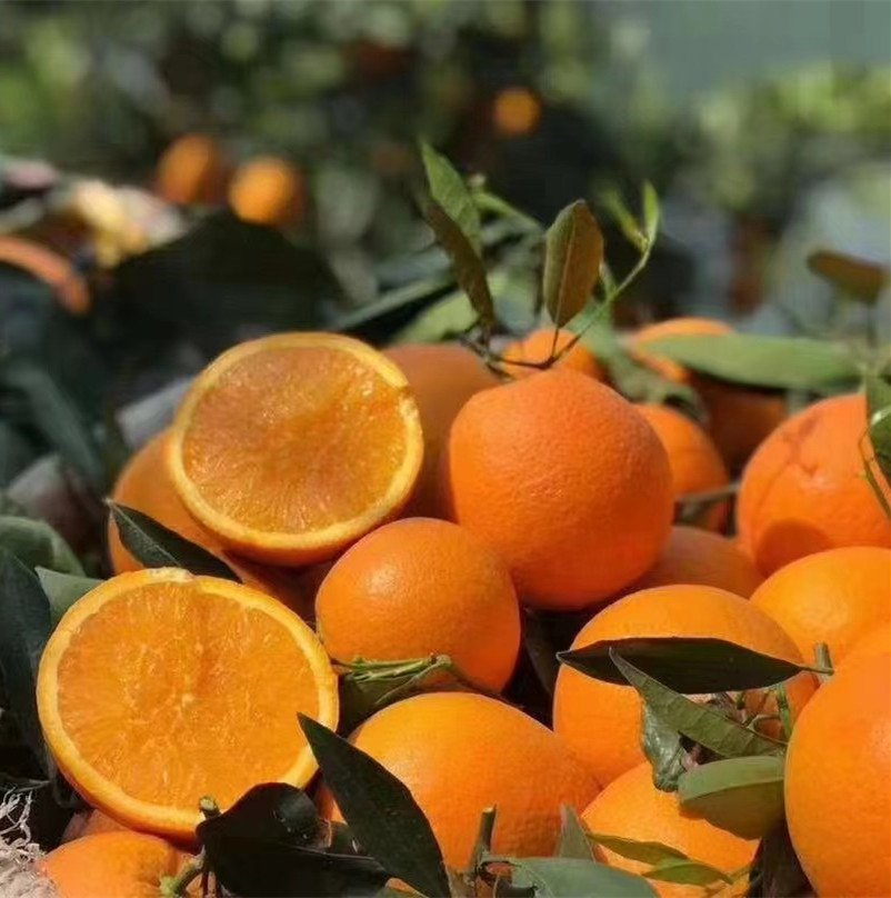 宜昌脐橙代办为果农和果商提供桥梁保障双方的权