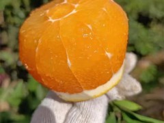 宜昌脐橙代办秭归脐橙的口感和其它地区的橙子有什么不一样