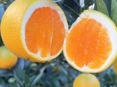 秭归伦晚脐橙批发伦晚脐橙这个品种是属于晚熟的种类比较稀有