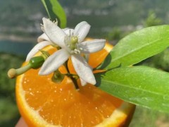 宜昌脐橙代办秭归脐橙品种多常年都能够吃上新鲜的脐橙