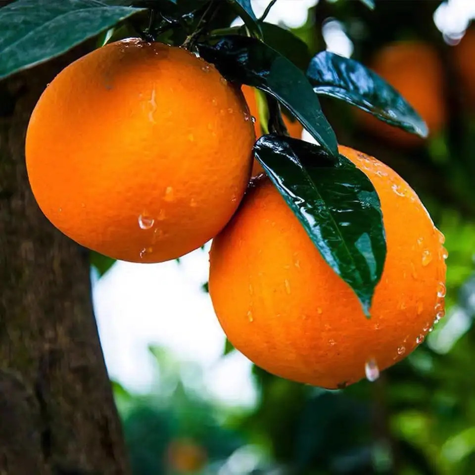 宜昌脐橙代办秭归夏橙：夏日的阳光味道