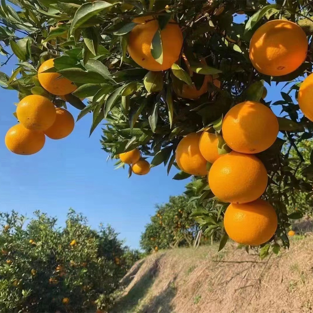 秭归脐橙代办，秭归脐橙：香甜可口的自然馈赠-- 秭归县吉美园脐橙专业合作社