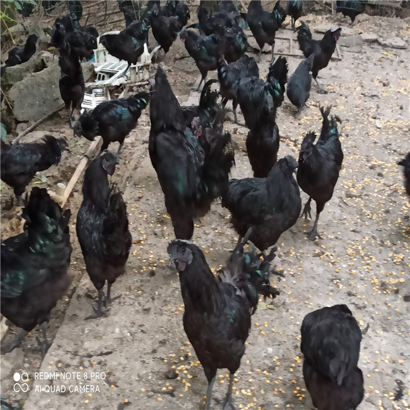 旧院黑鸡，营养价值与功效一览