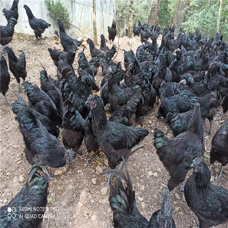 旧院黑鸡日常养殖指南，健康、美味与环保的完美结合-- 万源市润豪旧院黑鸡养殖社