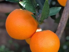 秭归脐橙和外面的橙子相对比有什么特点，宜昌秭归脐橙代办