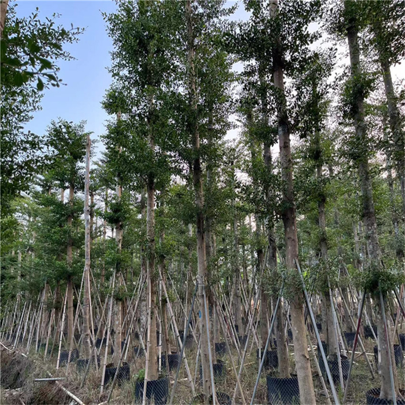 普宁蓝花楹移植的最佳季节 - 春天是最佳选择-- 普宁广太荣达苗木基地