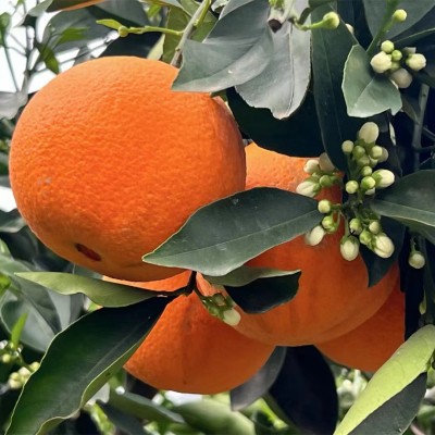 哪里一年四季都能有新鲜的脐橙，秭归