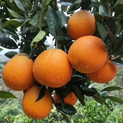 秭归脐橙的独特魅力与特点 ！