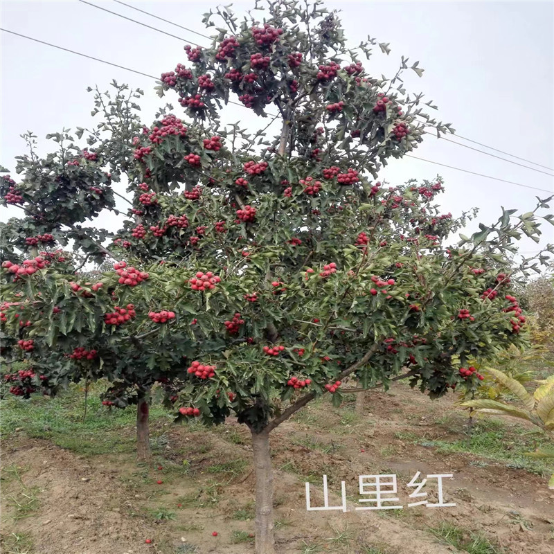 北京山里红适宜的栽植方法是怎样的-- 北京蒙山果树技术研究院公司