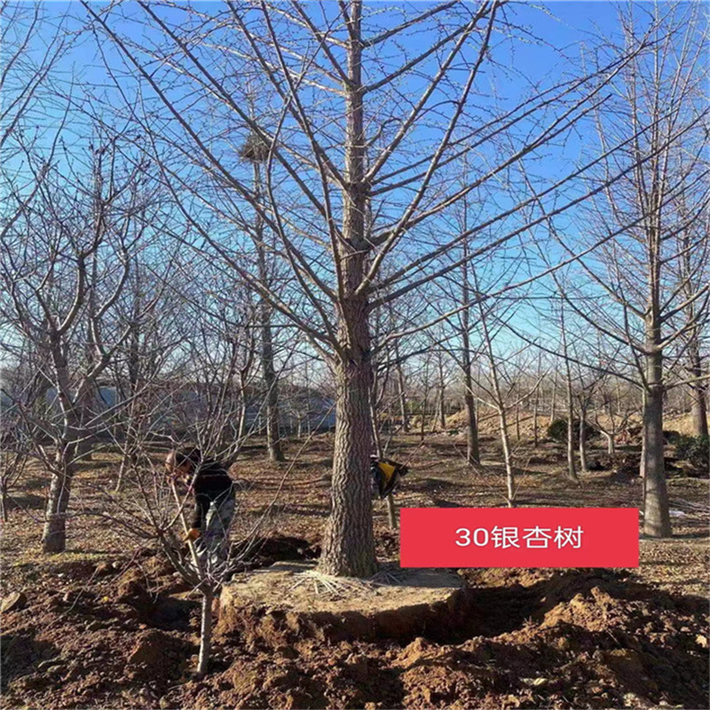 北京果树基地存在的意义-- 北京大兴果树基地