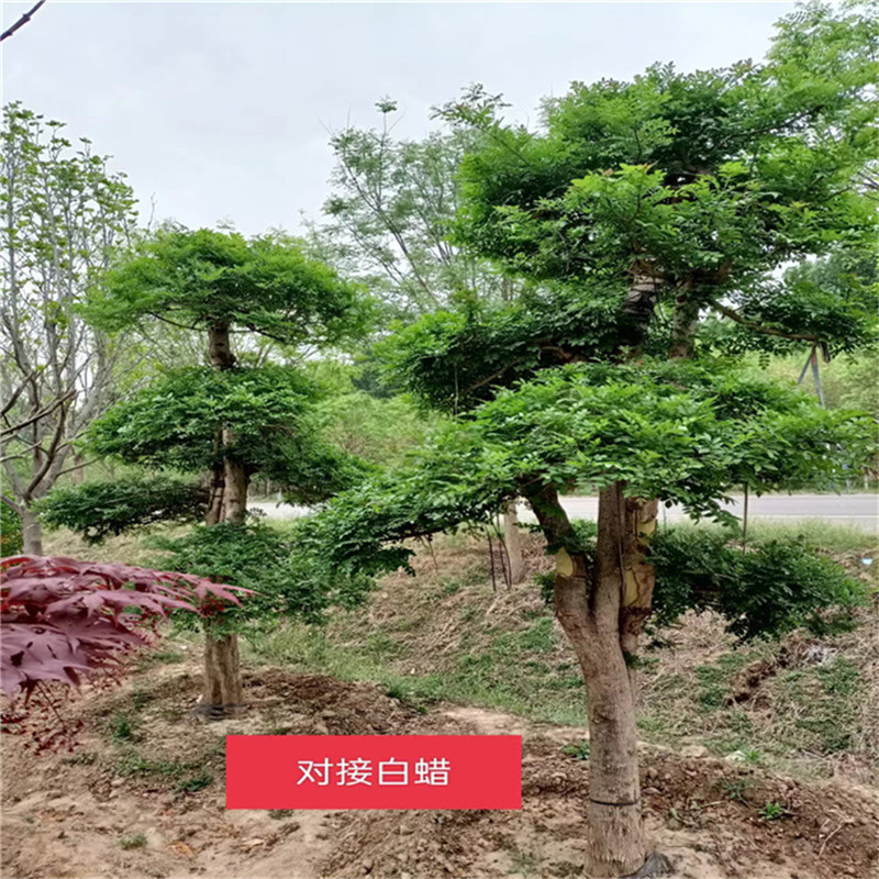北京白蜡的种植与养护技巧，让你的白蜡树蓬勃生长！-- 北京大兴果树基地
