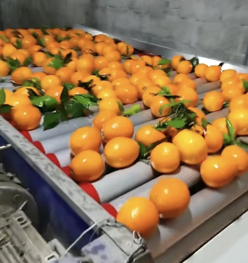 宜昌特产秭归脐橙的特点和生长环境，宜昌脐橙代办公司