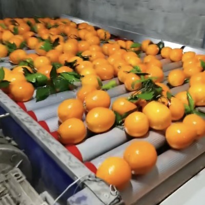 宜昌特产秭归脐橙的特点和生长环境，