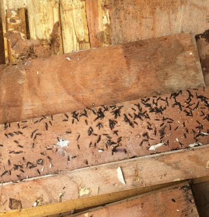 晋江家里有白蚁消灭的好方法-- 晋江广发白蚁防治中心