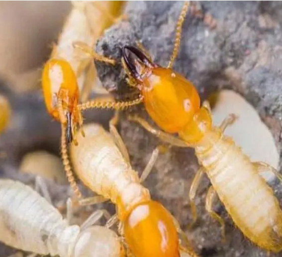 深户地区日常生活中预防白蚁入侵的方法