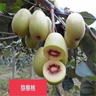 提高北京猕猴桃苗产量的关键措施
