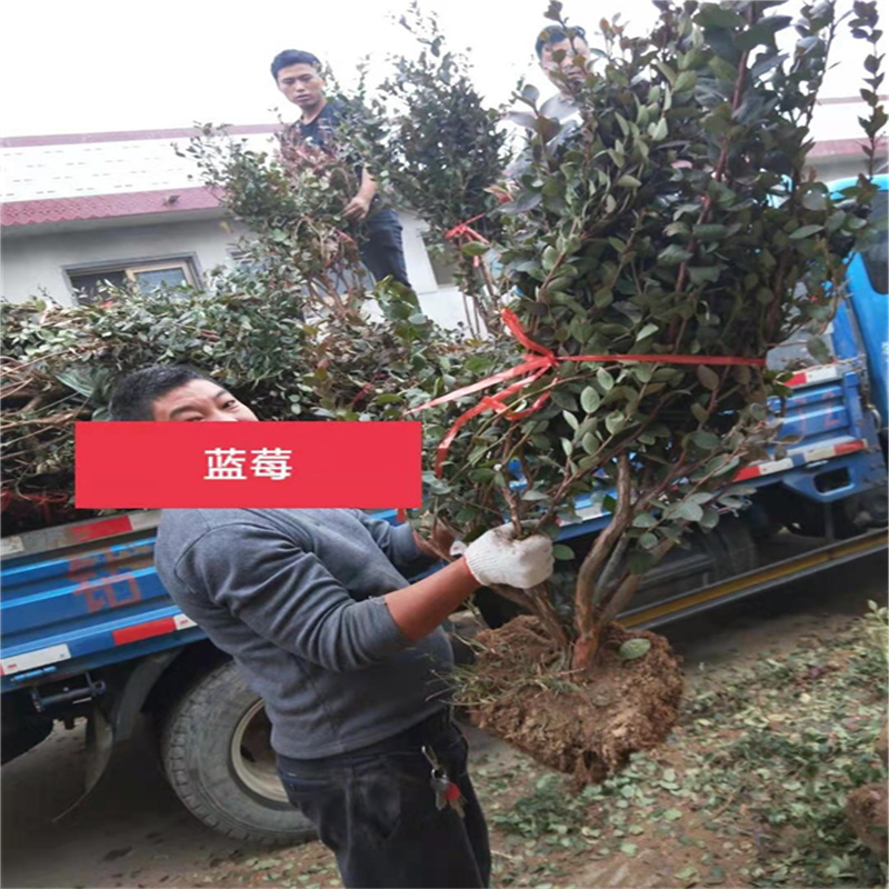 北京蓝莓苗，为人们带来更多营养价值的美味佳果-- 北京大岭园艺果树基地