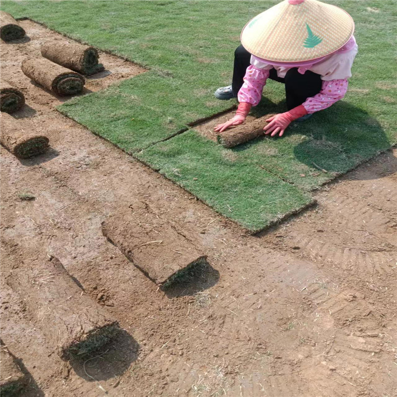 海南草坪主要用于下述几个方面-- 海口小冯草皮种植基地 