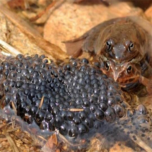 山东林蛙卵：生命的奇迹
