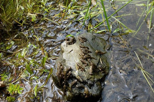 山东林蛙苗的孕育之旅——从卵到蝌蚪，再到小青蛙