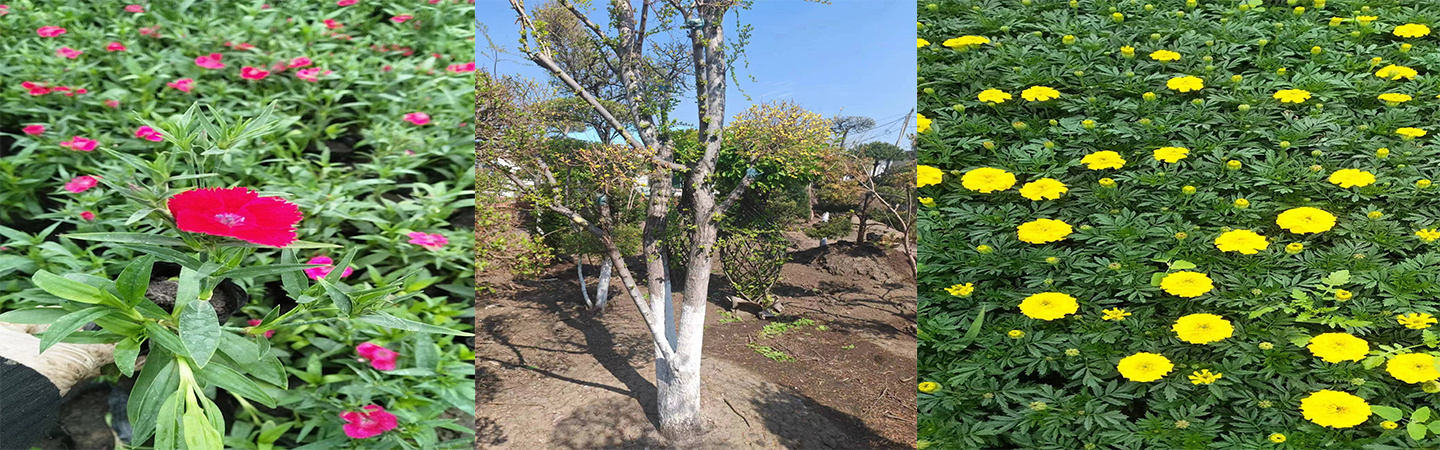 哈尔滨圣泽苗木种植经销处