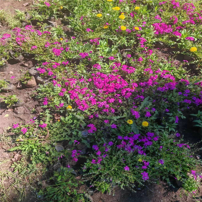 哈尔滨苗圃基地管理秘籍，从规划到运营的全方位指导-- 哈尔滨圣泽苗木种植经销处