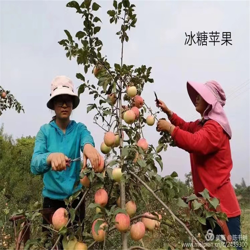 北京苹果苗的生长环境需求解析-- 北京名优果树苗木基地   