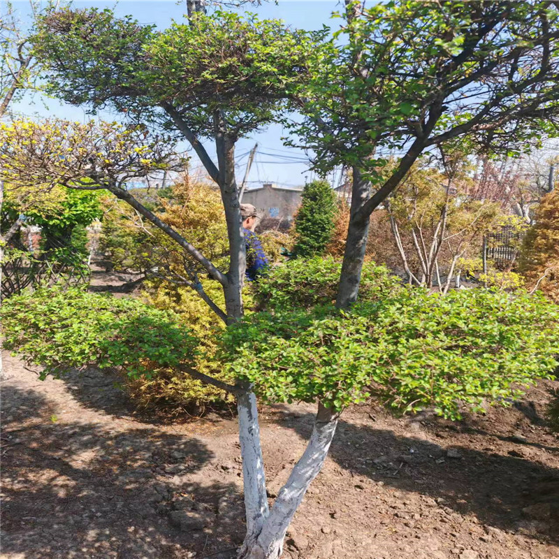 哈尔滨花园园林设计基本步骤