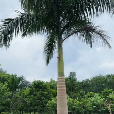 海口大王棕基地