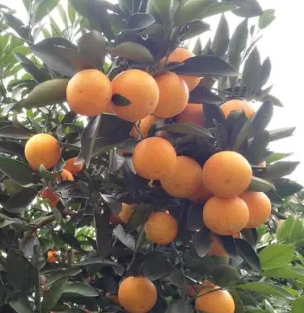 麻阳冰糖橙代办：开启甜蜜财富之门