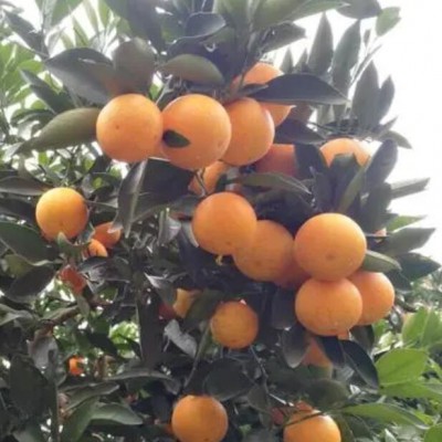 麻阳冰糖橙代办：开启甜蜜财富之门