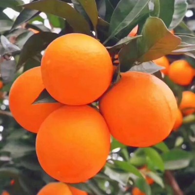 解读麻阳脐橙代办的重要角色