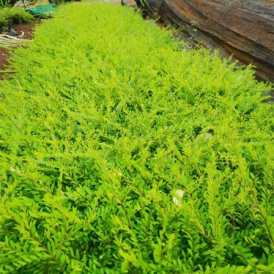 海南地被植物-海口地被植物基地批发