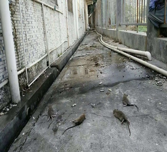宿迁除老鼠公司