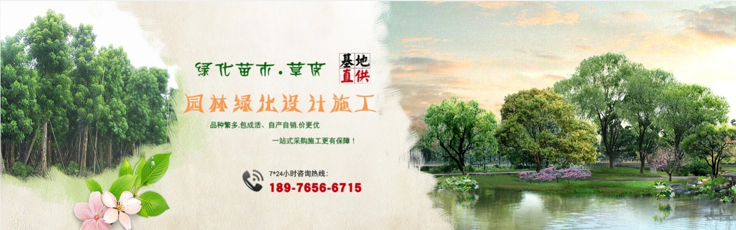 海南园林绿化草皮苗木