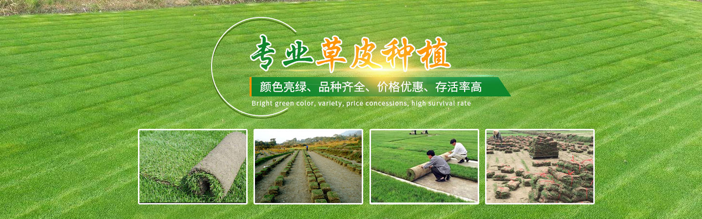 海南园林绿化草皮苗木