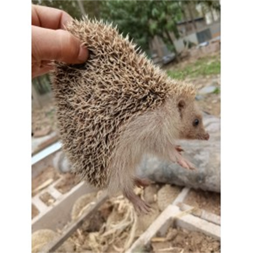 刺猬批发种苗地址电话-- 山东为民獾子刺猬特种养殖基地