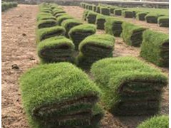 海南马尼拉草皮基地