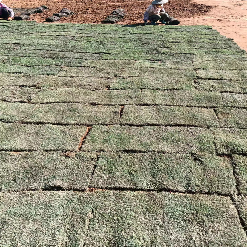 海口草皮管理技术的介绍-- 海口小冯草皮种植基地 