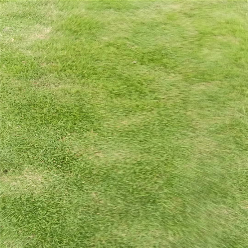 海口草皮的养护小技巧-- 海口小冯草皮种植基地 