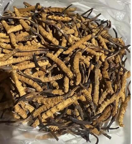诸城回收散装冬虫夏草-- 诸城伙玉回收烟酒礼品行