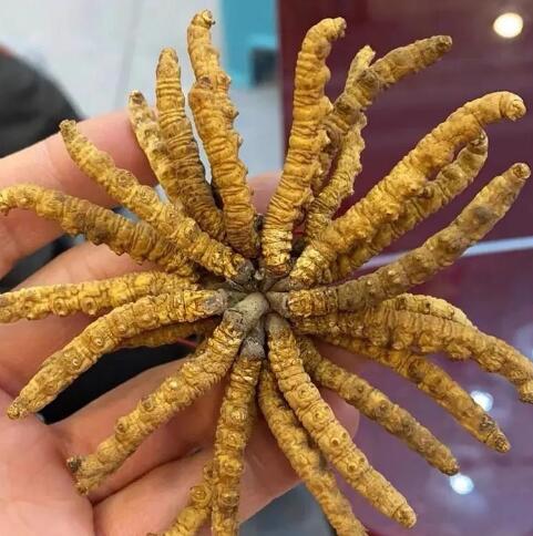 在济南回收冬虫夏草时需要留意哪些细节-- 济南伙玉回收烟酒礼品行