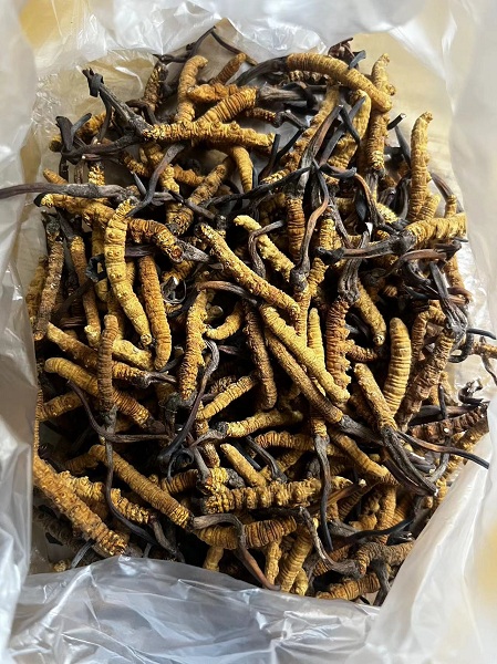 莱芜（莱钢）冬虫夏草回收-- 莱芜区财福礼品回收商行