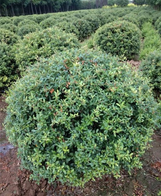 陕西小叶女贞球批发电话-- 陕西华彩园林苗木花卉基地