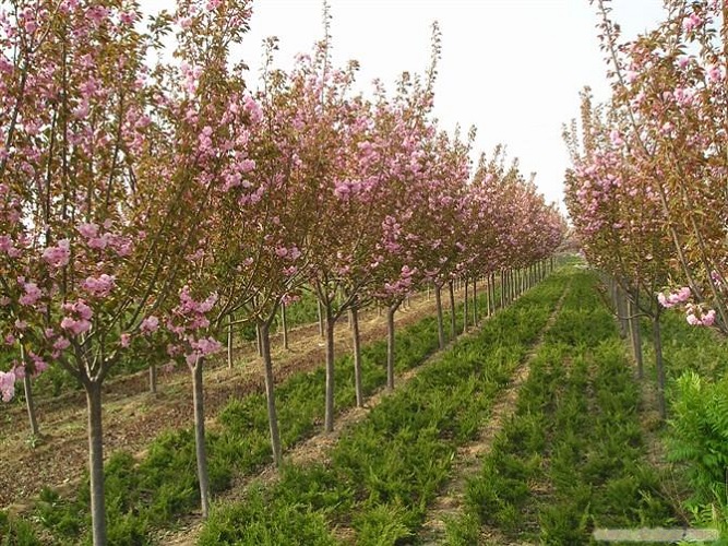 陕西樱花批发电话-- 陕西华彩园林苗木花卉基地