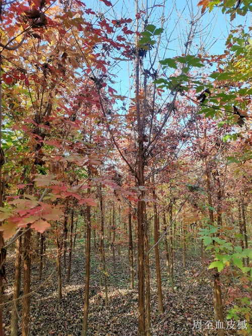 陕西血皮槭基地-- 陕西华彩园林苗木花卉基地