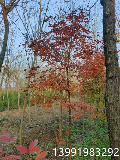 陕西血皮槭批发价格-- 陕西华彩园林苗木花卉基地
